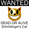 cat wanted