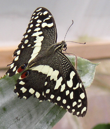 Uploaded Image: butterfly1.jpg