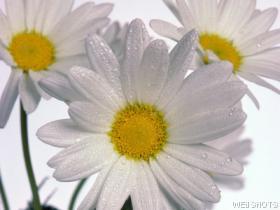 Uploaded Image: daisies.jpg