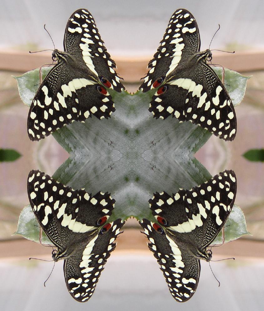 Uploaded Image: butterfly.jpg