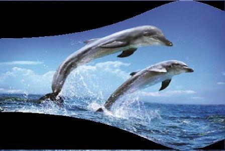 dolphins3.jpg