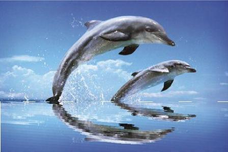 dolphins4.jpg