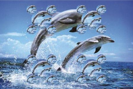 dolphins6.jpg