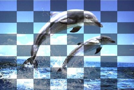 dolphins7.jpg