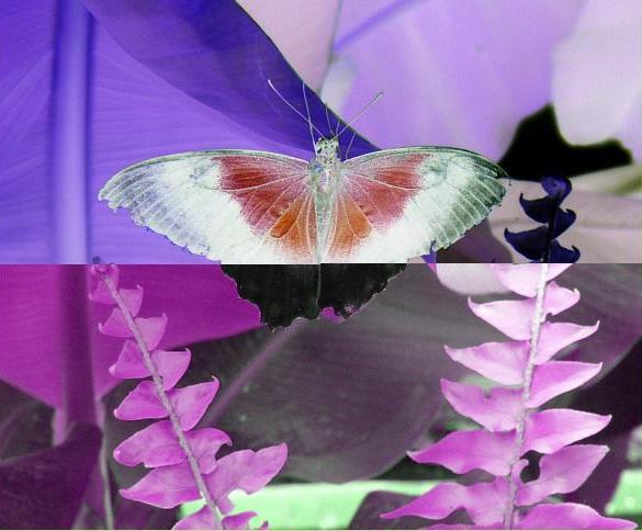 Uploaded Image: butterfly2MANIPULATION.JPG